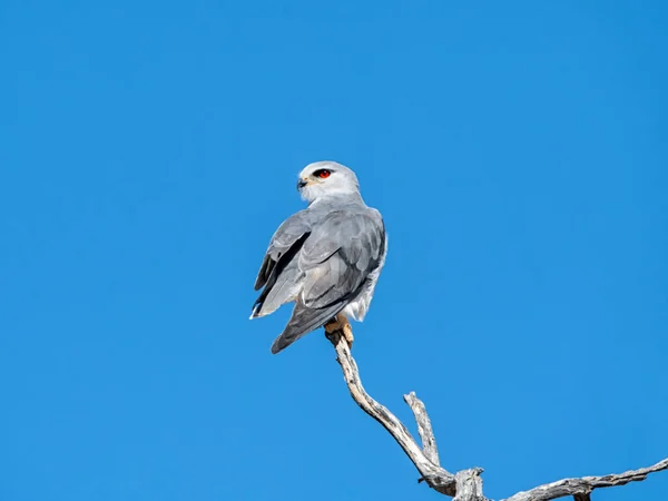 Cerf Volant Épaulettes Noires Perché Sur Arbre Mort Dans Savane — Photo