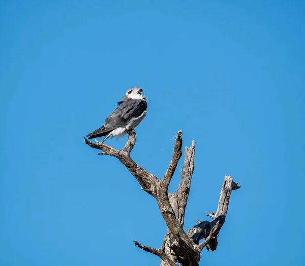 Papagaio Ombros Negros Empoleirado Uma Árvore Morta Savana África Austral — Fotografia de Stock