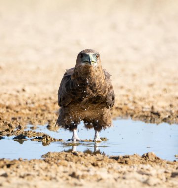Güney Afrika 'daki Kgalagadi' de su birikintisinde duran amatör bir Bateleur Eagle.