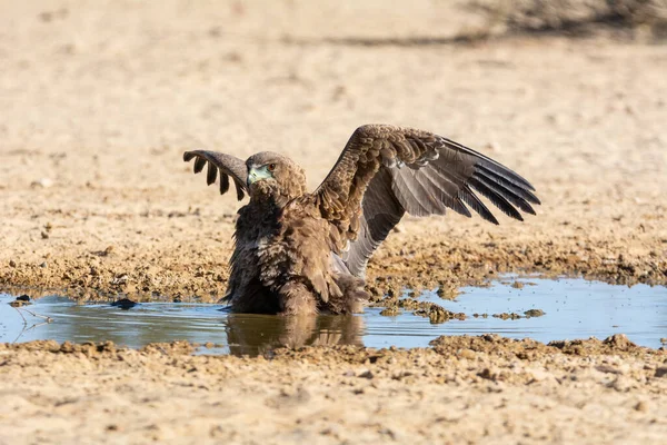 在南部非洲的卡拉加迪 一只不成熟的巴特鲁尔鹰站在水坑里喝水 — 图库照片