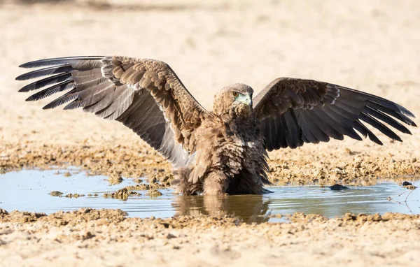 Immateur Bateleur Águila Pie Charco Agua Para Tomar Una Copa — Foto de Stock