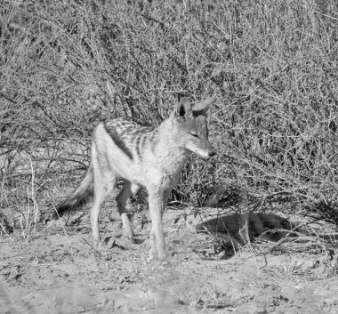 Güney Afrika bozkırında siyah sırtlı bir çakal.