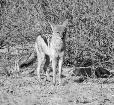 Güney Afrika bozkırında siyah sırtlı bir çakal.
