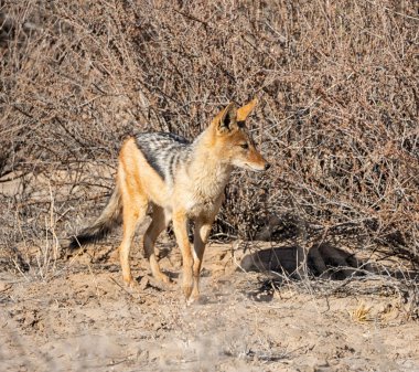 Güney Afrika bozkırında siyah sırtlı bir çakal.