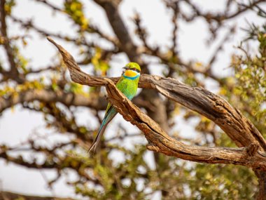 Güney Afrika savanasında bir ağaca tünemiş Kırlangıç kuyruklu bir arı yiyici.