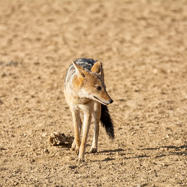 Uno Sciacallo Dalla Schiena Nera Nella Savana Dell Africa Meridionale — Foto Stock