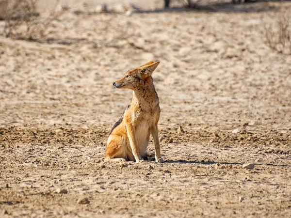 Uno Sciacallo Dalla Schiena Nera Nella Savana Dell Africa Meridionale — Foto Stock