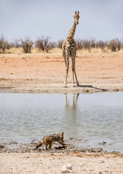 Chacal Apoiado Por Negros Savana Sul Afrcian — Fotografia de Stock