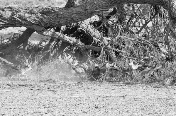 Zwart Back Jakhalzen Bij Een Antilopen Karkas Zuidelijk Afrika Savanne — Stockfoto