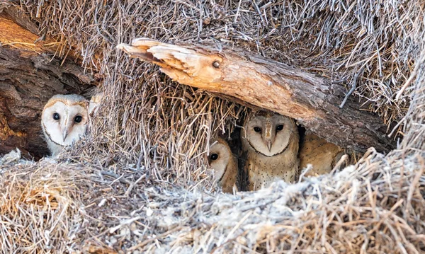 Omogna Laduugglor Ett Gjort Ett Stort Fågelbo Kalahari Savann — Stockfoto