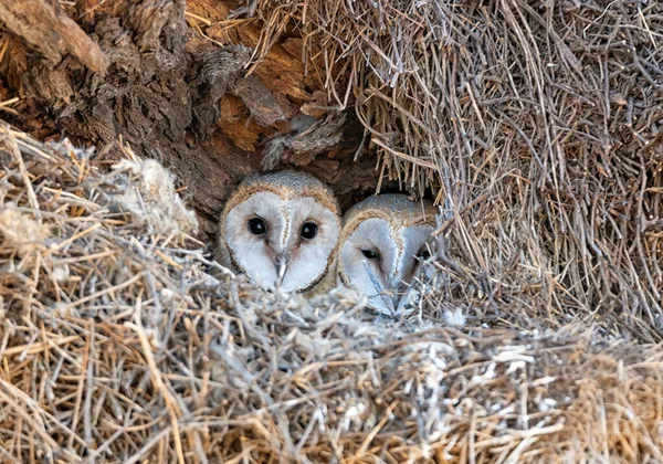 Immature Barn Owls Nest Made Large Weaver Bird Nest Kalahari — Stock Photo, Image