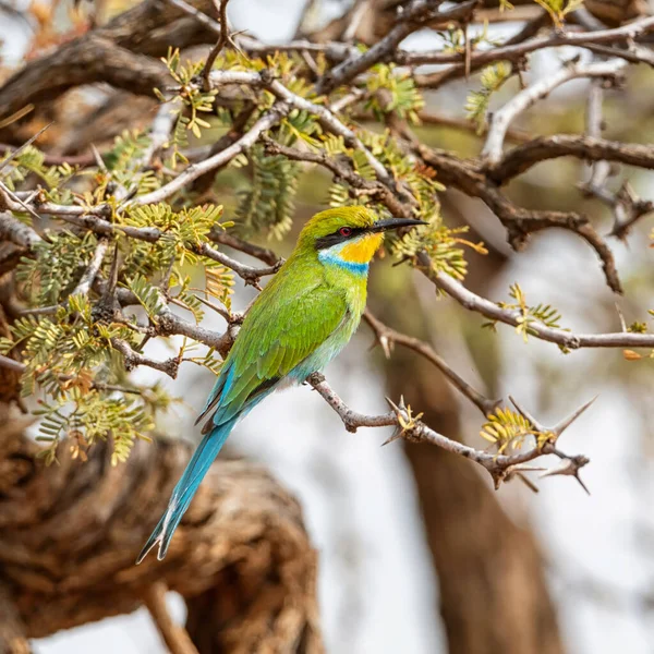 Devorador Abejas Cola Golondrina Posado Árbol Sabana Del Sur África —  Fotos de Stock