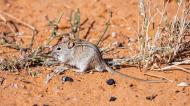 Güney Afrika savanasında yiyecek arayan çizgili bir fare.