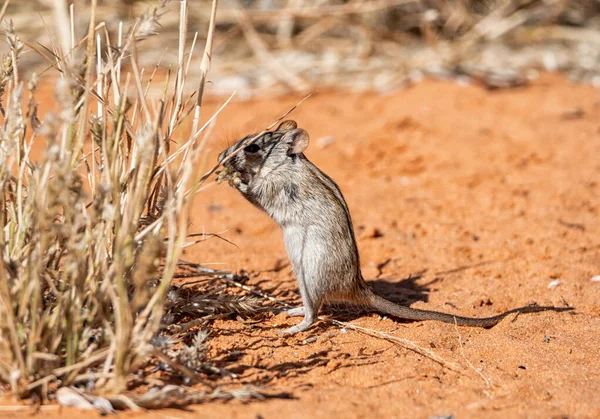 Een Gestreepte Muis Foerageert Zuidelijk Afrika Savanne — Stockfoto