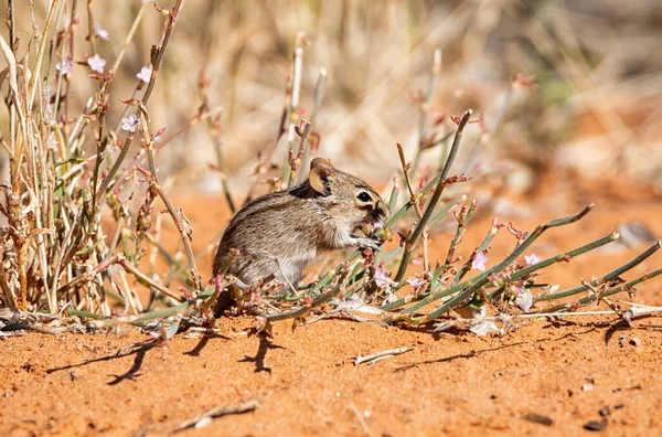 南部非洲草原上的一种条纹鼠类觅食 — 图库照片
