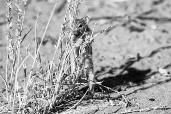Pasiasta Mysz Żerująca Południowoafrykańskiej Sawannie — Zdjęcie stockowe