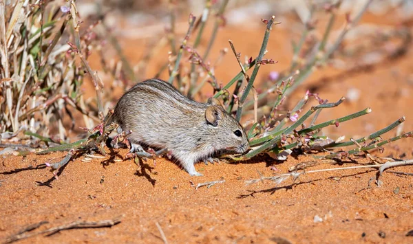 Topo Strisce Cerca Cibo Nella Savana Dell Africa Australe — Foto Stock