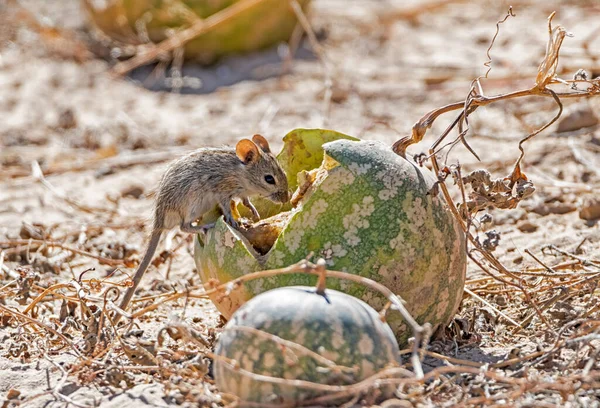 Striped Mouse Eating Tsaama Melon Southern African Savannah — Stock Photo, Image