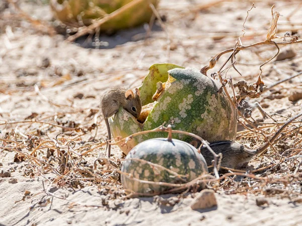 Rato Listrado Comer Melão Tsaama Savana África Austral — Fotografia de Stock