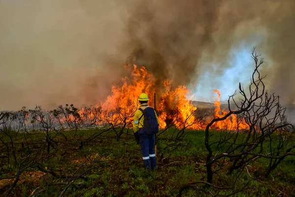 Bombero Parado Primera Línea Incendio Forestal Fynbos Cabo Occidental Sudáfrica —  Fotos de Stock