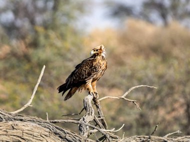 Kalahari savanasındaki ölü bir ağaca tünemiş Tawny Eagle.