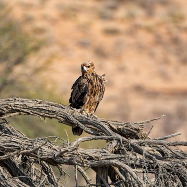 Kalahari savanasındaki ölü bir ağaca tünemiş Tawny Eagle.