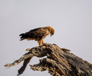 Kalahari savanasındaki ölü bir ağaca tünemiş Tawny Eagle.