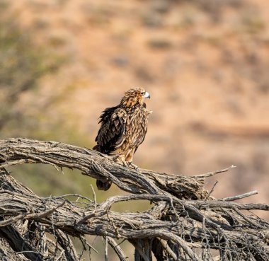 Kalahari savanasındaki ölü bir ağaca tünemiş Tawny Eagle.
