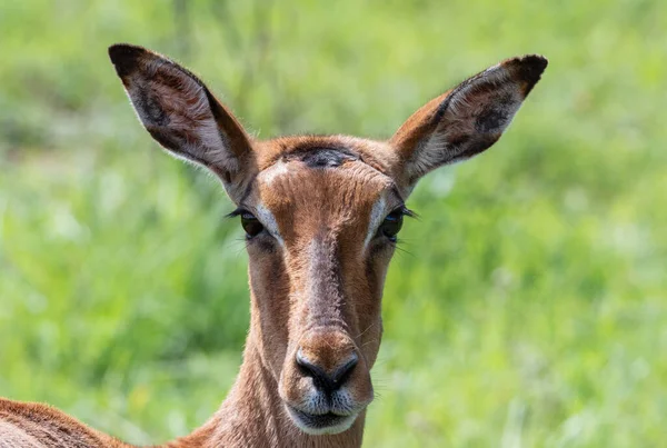 Closeup Female Impala Face Southern African Savannah — Stock Photo, Image