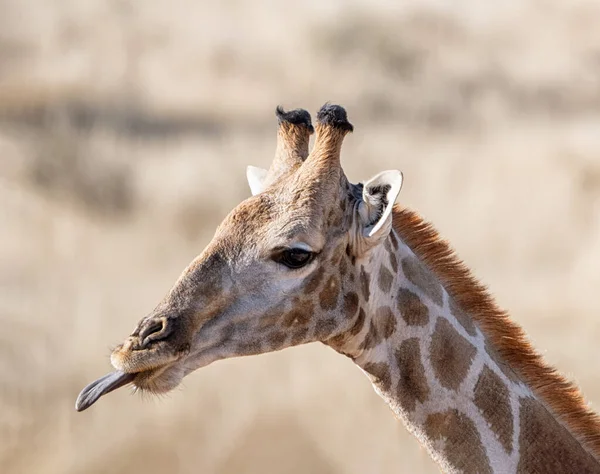 Žirafa Kalahari Jak Vystrkuje Jazyk — Stock fotografie