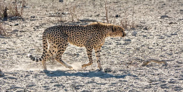 Uma Chita Por Buraco Rega Savana África Austral — Fotografia de Stock