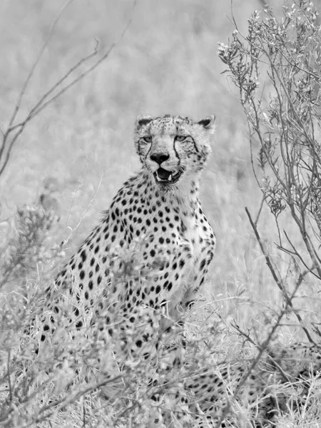 Гепард Водопоя Южноафриканской Саванне — стоковое фото