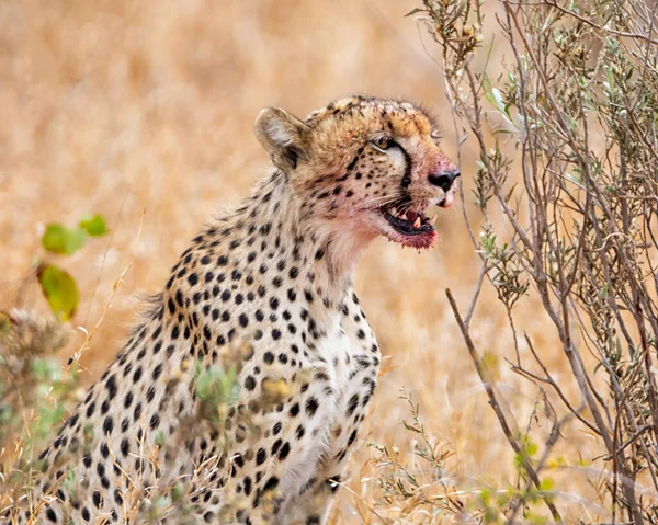 Gepard Vodní Díry Jihoafrické Savaně — Stock fotografie