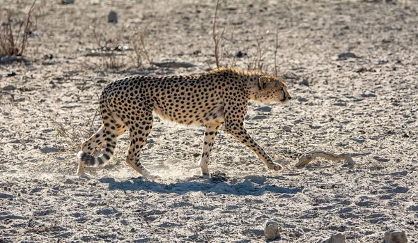 Guépard Par Abreuvoir Dans Savane Afrique Australe — Photo