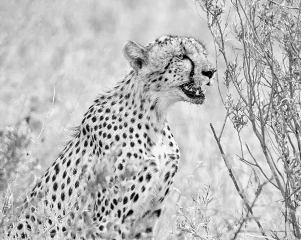 Cheetah Oleh Lubang Air Sabana Afrika Selatan — Stok Foto