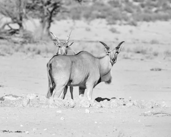 Para Eland Antylopa Przy Wodopoju Kalahari Sawanna — Zdjęcie stockowe