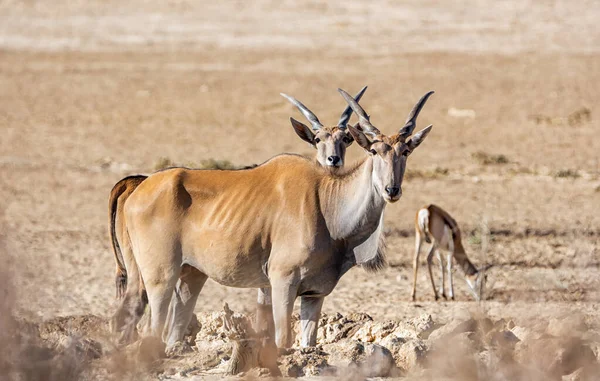 Pair Eland Antelope Watering Hole Kalahari Savannah — Stock Photo, Image