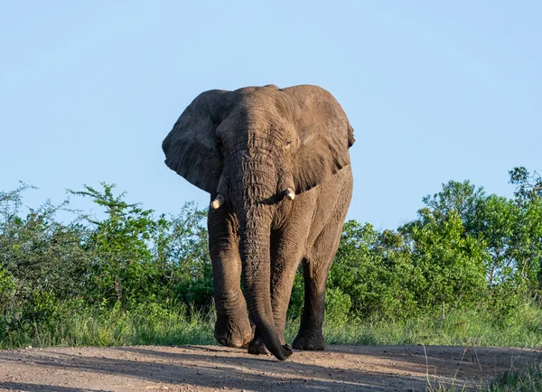 Slon Africký Býk Chůzi Cestě Jižní Africe — Stock fotografie