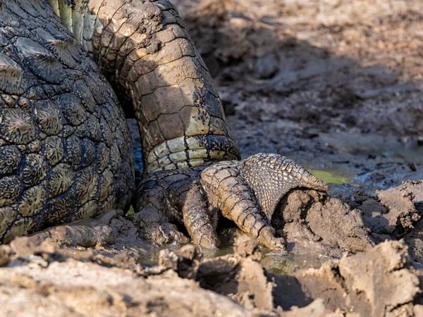 Detail Foot Nile Crocodile Sunning Itself Riverbank Southern Africa — Stock Photo, Image