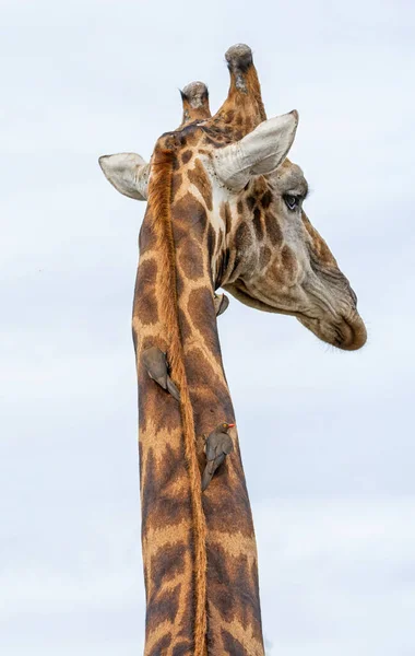 Eine Giraffe Die Von Rotschnabel Ochsen Der Savanne Des Südlichen — Stockfoto