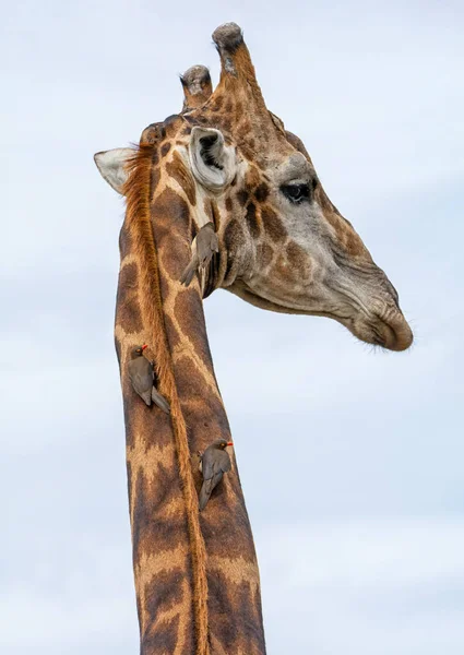 Žirafa Upravována Červeně Zúčtovanými Oxpeckers Jihoafrické Savaně — Stock fotografie