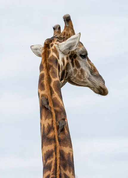 Güney Afrika Savanasında Kırmızı Gagalı Öküzler Tarafından Yetiştirilen Bir Zürafa — Stok fotoğraf