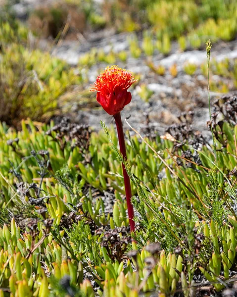 Una Flor Haemanthus Sanguineus Cabo Sur Sudáfrica —  Fotos de Stock