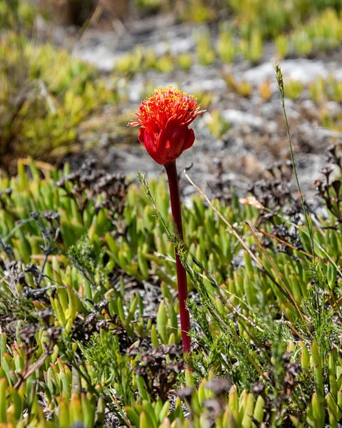 Una Flor Haemanthus Sanguineus Cabo Sur Sudáfrica —  Fotos de Stock