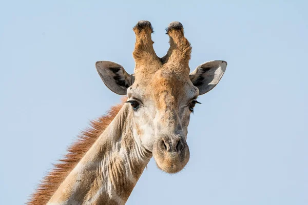 Retrato Cerca Una Cabeza Jirafa Sur África — Foto de Stock