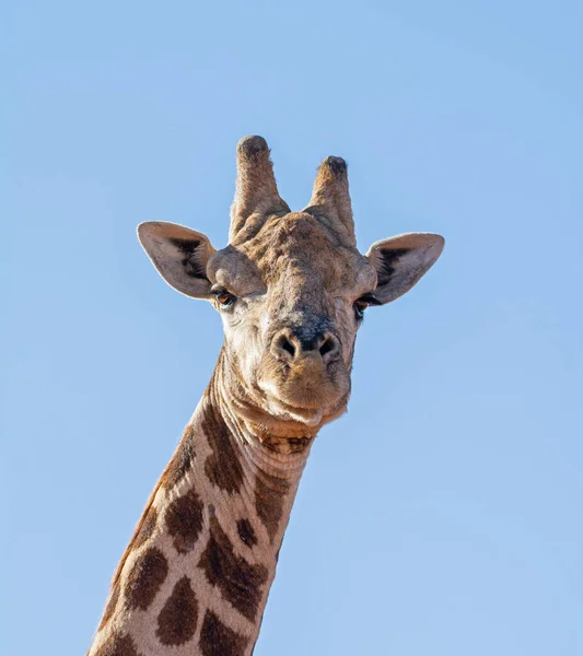 Portrait Rapproché Une Tête Girafe Afrique Australe — Photo