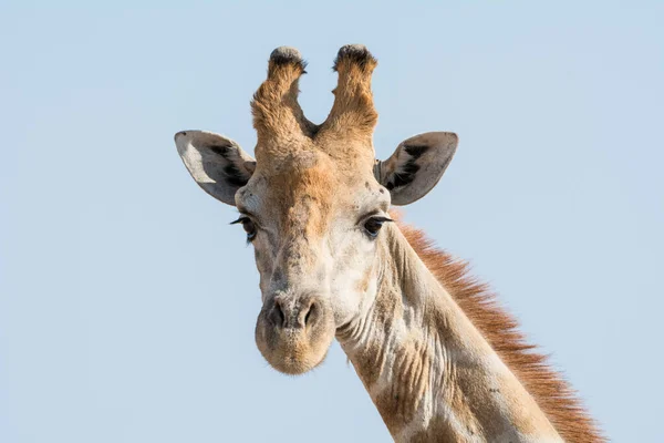 Portrait Rapproché Une Tête Girafe Afrique Australe — Photo