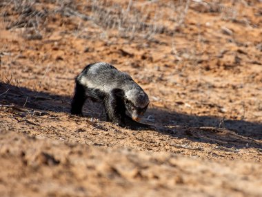 Kalahari savanasında bir Bal Porsuğu arıyor.