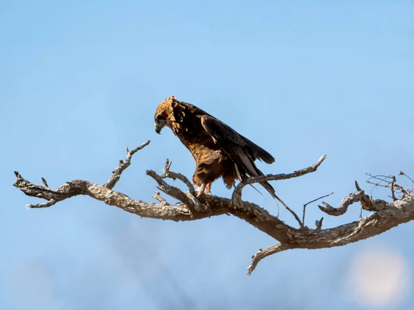 在卡拉哈里草原的一棵树上栖息着一只尚未成熟的巴特鲁尔鹰 — 图库照片