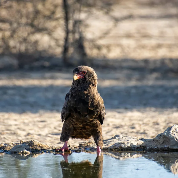 Uma Águia Bateleur Imatura Buraco Rega Savana Kalahari — Fotografia de Stock